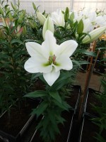 [3452 Tisento (W08 3008-02) No101.JPG]